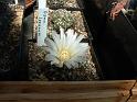 Gymnocalycium leeanum_2